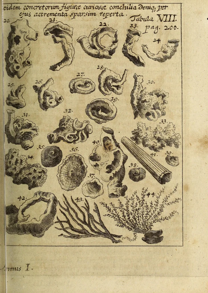 An illustration from Miscellanea Curiosa, sive Ephemiridum Medico-Physicarum Germanicarum Academiae Naturae Curiosorum, 1694, leaf 259