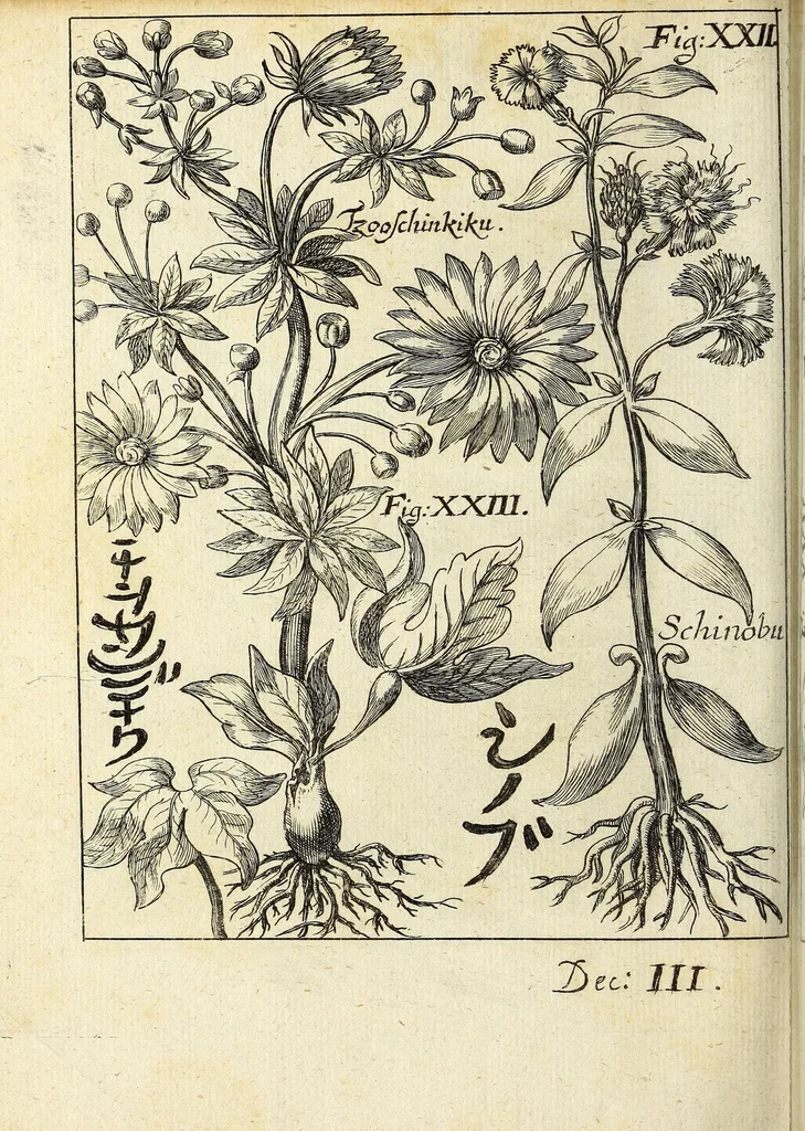 An illustration from Miscellanea Curiosa, sive Ephemiridum Medico-Physicarum Germanicarum Academiae Naturae Curiosorum, 1694, leaf 928