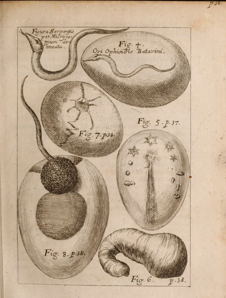 An illustration from Miscellanea curiosa, sive, Ephemeridum medico-physicarum Germanicarum Academiae Naturae curiosorum, 1683, leaf 106