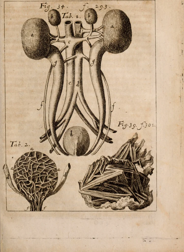 An illustration from Miscellanea curiosa, sive, Ephemeridum medico-physicarum Germanicarum Academiae Naturae curiosorum, 1683, leaf 1070