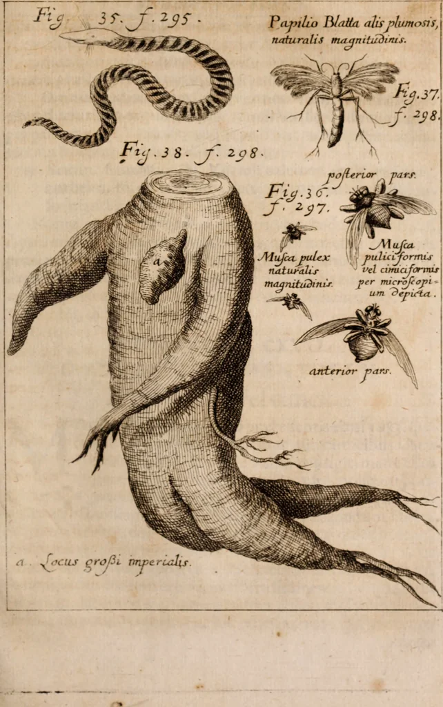 An illustration from Miscellanea curiosa, sive, Ephemeridum medico-physicarum Germanicarum Academiae Naturae curiosorum, 1683, leaf 1074