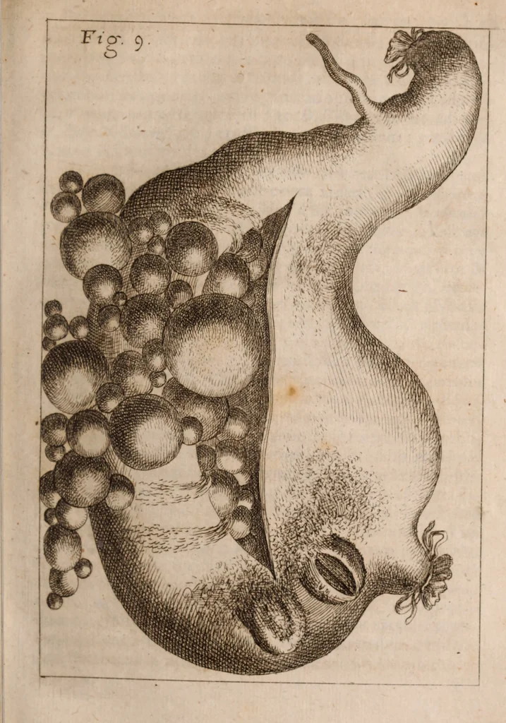 An illustration from Miscellanea curiosa, sive, Ephemeridum medico-physicarum Germanicarum Academiae Naturae curiosorum, 1683, leaf 112