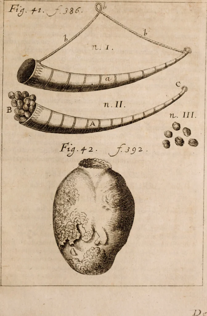 An illustration from Miscellanea curiosa, sive, Ephemeridum medico-physicarum Germanicarum Academiae Naturae curiosorum, 1683, leaf 1170