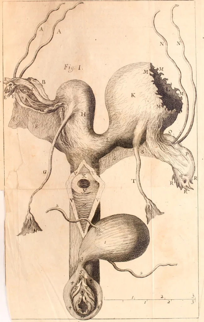 An illustration from Miscellanea curiosa, sive, Ephemeridum medico-physicarum Germanicarum Academiae Naturae curiosorum, 1683, leaf 1274