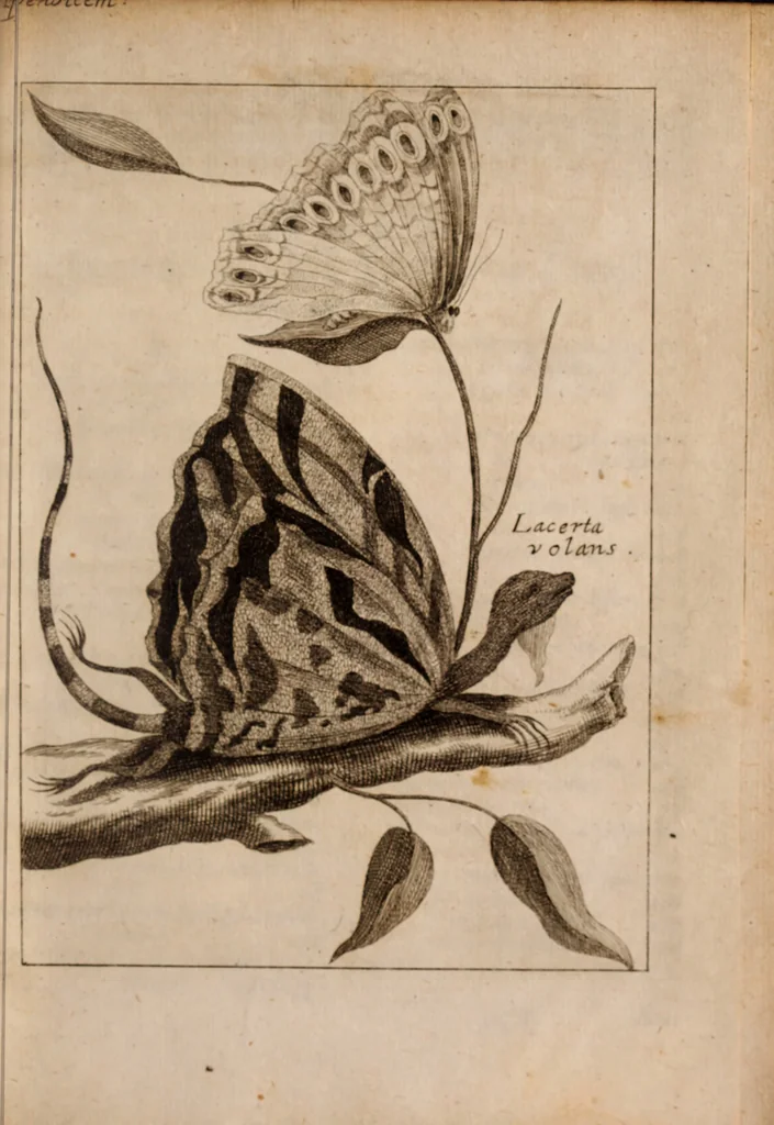 An illustration from Miscellanea curiosa, sive, Ephemeridum medico-physicarum Germanicarum Academiae Naturae curiosorum, 1683, leaf 1282
