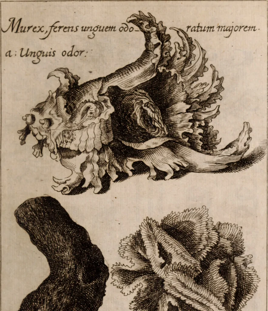An illustration from Miscellanea curiosa, sive, Ephemeridum medico-physicarum Germanicarum Academiae Naturae curiosorum, 1683, leaf 132