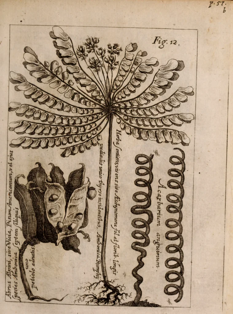 An illustration from Miscellanea curiosa, sive, Ephemeridum medico-physicarum Germanicarum Academiae Naturae curiosorum, 1683, leaf 134