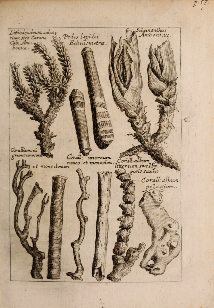 An illustration from Miscellanea curiosa, sive, Ephemeridum medico-physicarum Germanicarum Academiae Naturae curiosorum, 1683, leaf 136