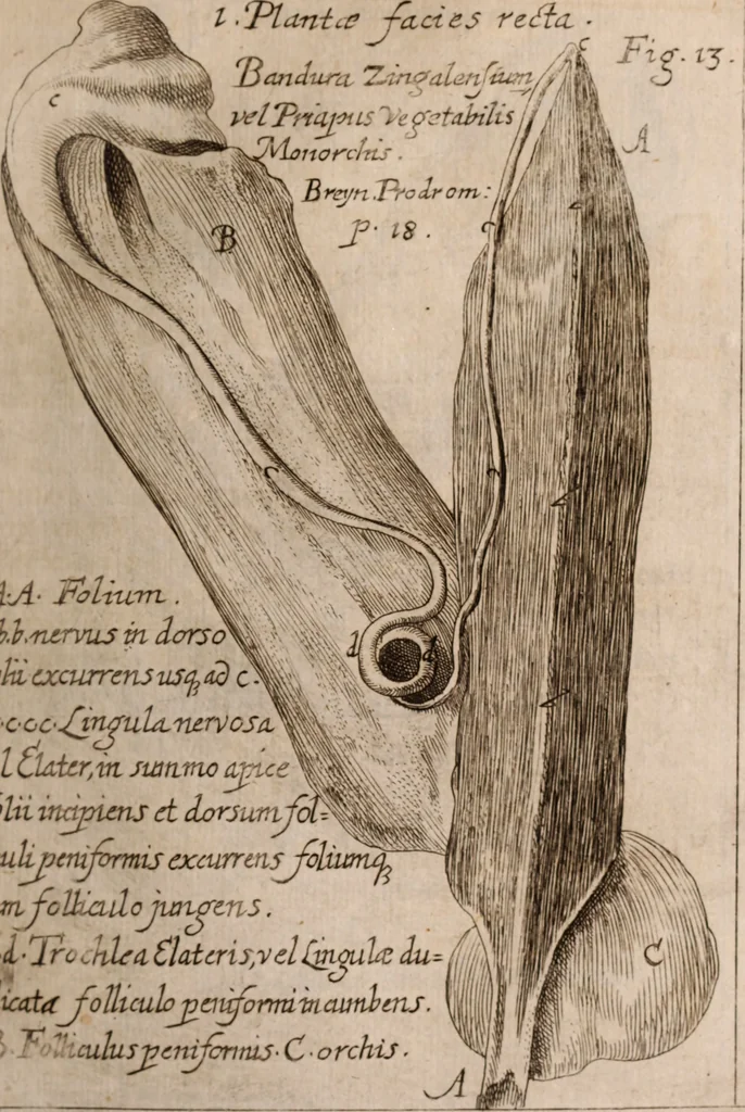 An illustration from Miscellanea curiosa, sive, Ephemeridum medico-physicarum Germanicarum Academiae Naturae curiosorum, 1683, leaf 140