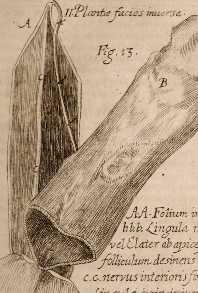 An illustration from Miscellanea curiosa, sive, Ephemeridum medico-physicarum Germanicarum Academiae Naturae curiosorum, 1683, leaf 142