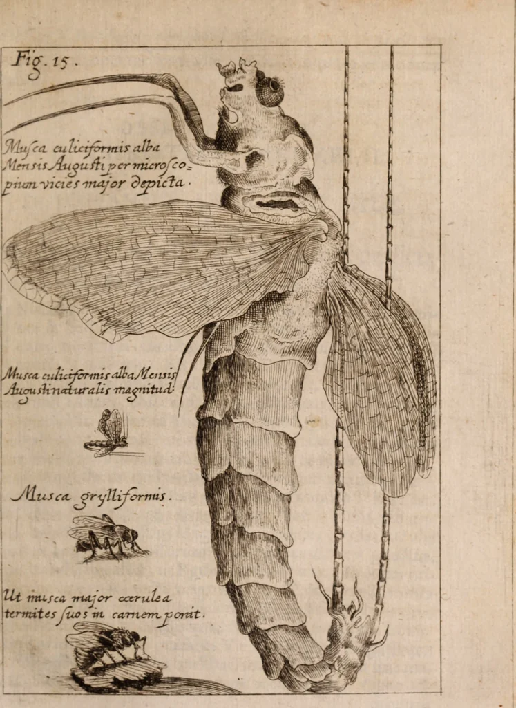 An illustration from Miscellanea curiosa, sive, Ephemeridum medico-physicarum Germanicarum Academiae Naturae curiosorum, 1683, leaf 158
