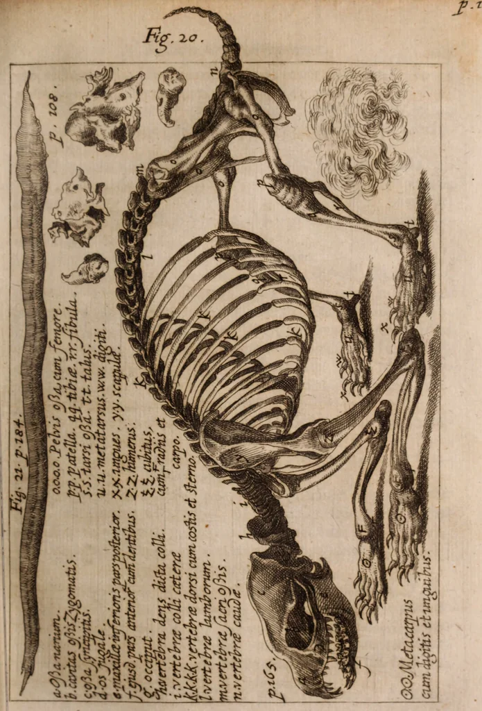 An illustration from Miscellanea curiosa, sive, Ephemeridum medico-physicarum Germanicarum Academiae Naturae curiosorum, 1683, leaf 256