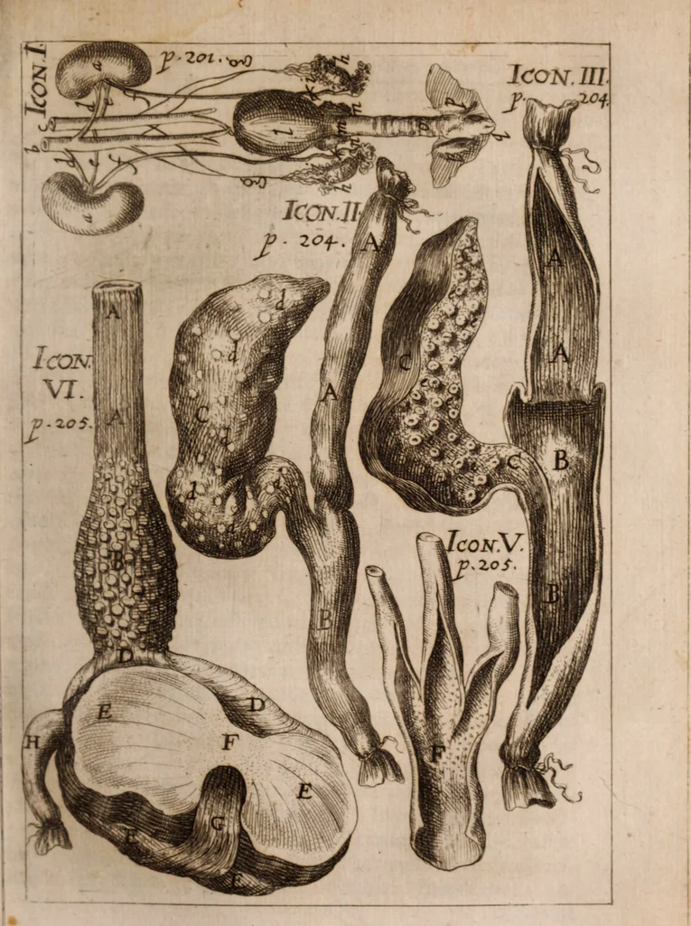 An illustration from Miscellanea curiosa, sive, Ephemeridum medico-physicarum Germanicarum Academiae Naturae curiosorum, 1683, leaf 294