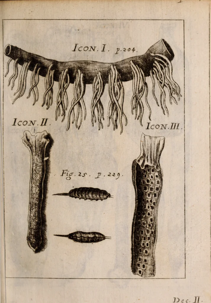 An illustration from Miscellanea curiosa, sive, Ephemeridum medico-physicarum Germanicarum Academiae Naturae curiosorum, 1683, leaf 300