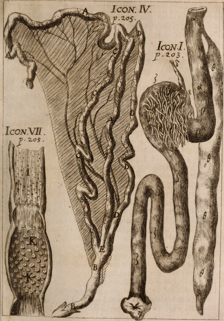 An illustration from Miscellanea curiosa, sive, Ephemeridum medico-physicarum Germanicarum Academiae Naturae curiosorum, 1683, leaf 302