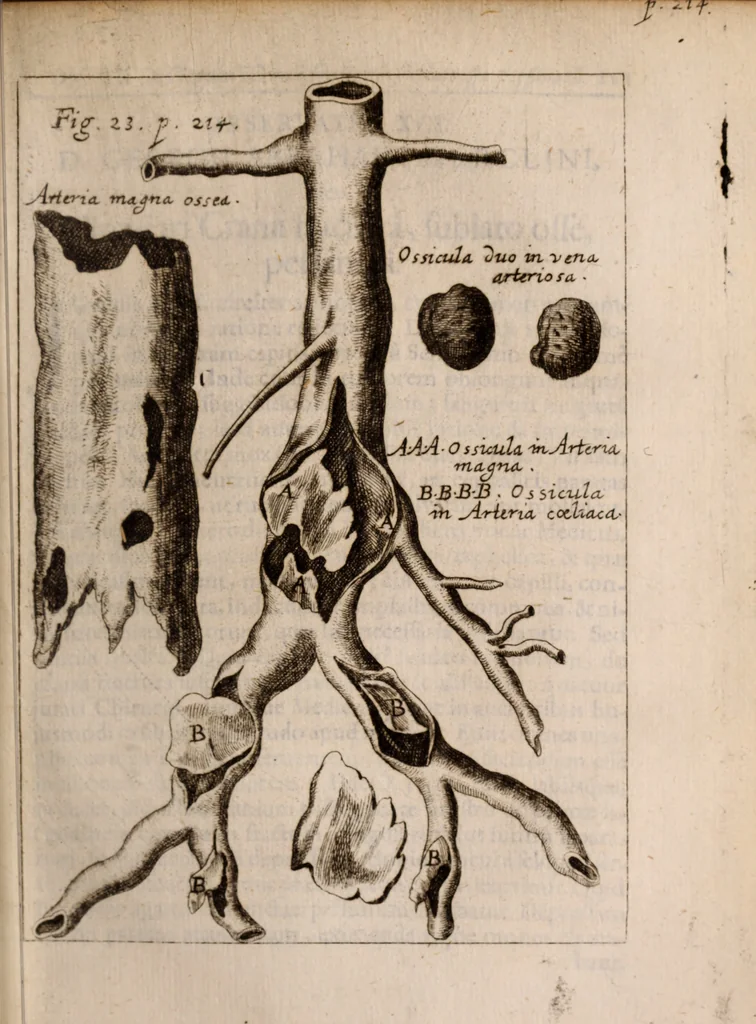 An illustration from Miscellanea curiosa, sive, Ephemeridum medico-physicarum Germanicarum Academiae Naturae curiosorum, 1683, leaf 316