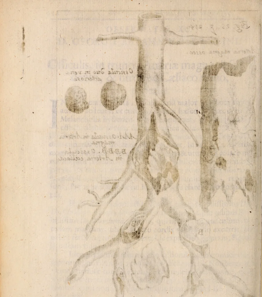An illustration from Miscellanea curiosa, sive, Ephemeridum medico-physicarum Germanicarum Academiae Naturae curiosorum, 1683, leaf 317