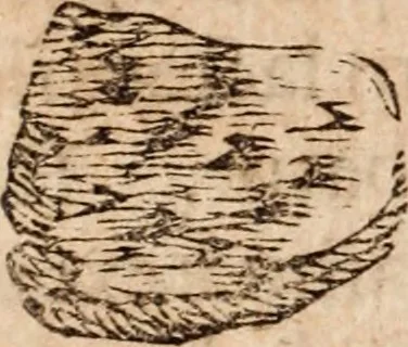 An illustration from Miscellanea curiosa, sive, Ephemeridum medico-physicarum Germanicarum Academiae Naturae curiosorum, 1683, leaf 441