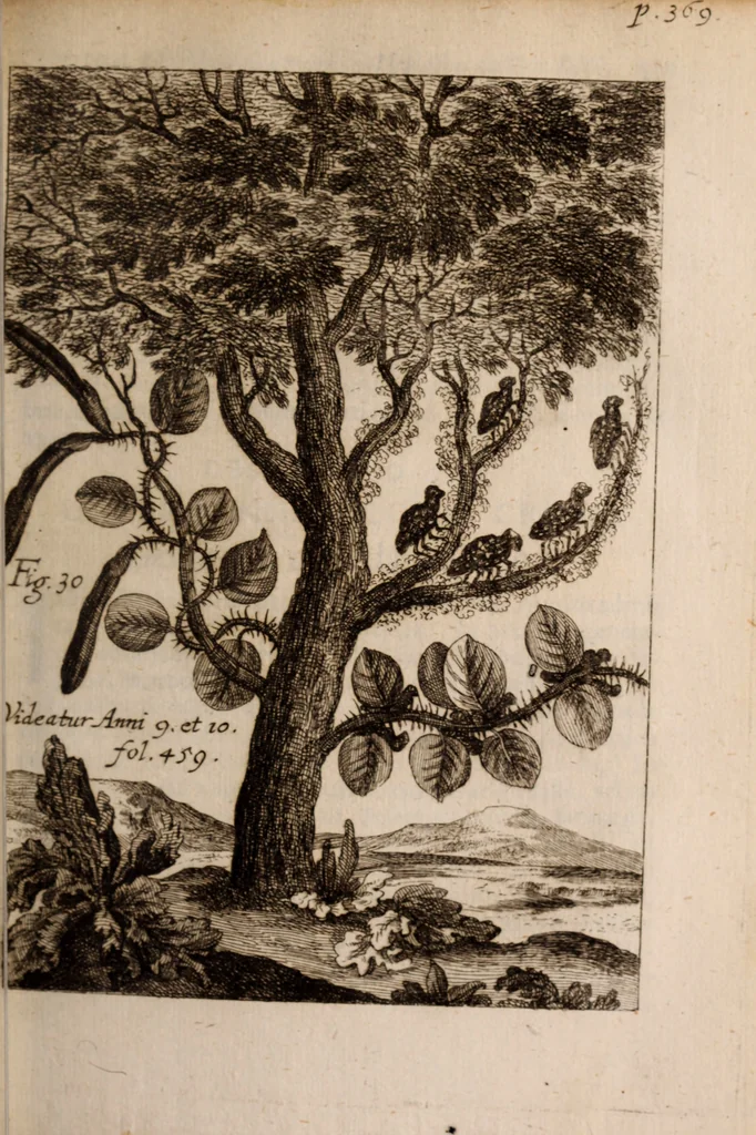 An illustration from Miscellanea curiosa, sive, Ephemeridum medico-physicarum Germanicarum Academiae Naturae curiosorum, 1683, leaf 476
