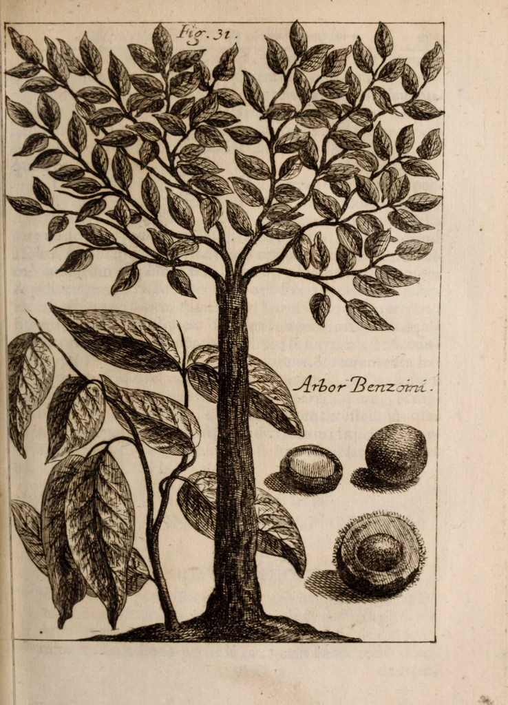 An illustration from Miscellanea curiosa, sive, Ephemeridum medico-physicarum Germanicarum Academiae Naturae curiosorum, 1683, leaf 480