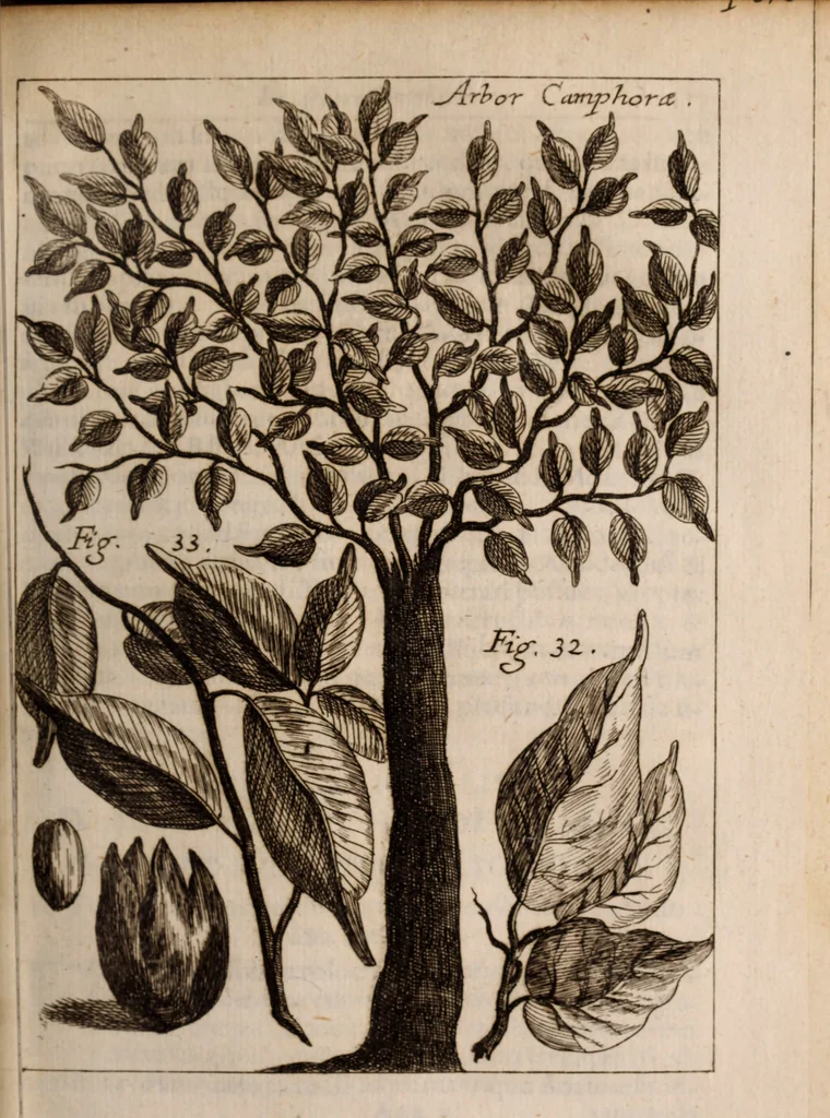 An illustration from Miscellanea curiosa, sive, Ephemeridum medico-physicarum Germanicarum Academiae Naturae curiosorum, 1683, leaf 484