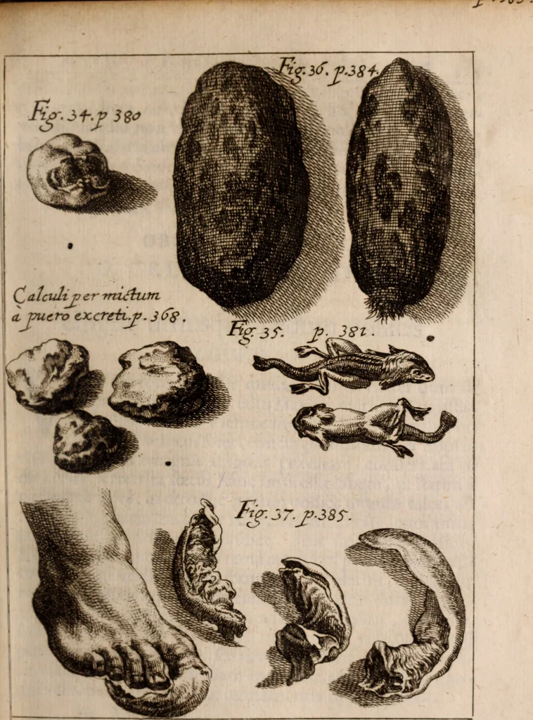 An illustration from Miscellanea curiosa, sive, Ephemeridum medico-physicarum Germanicarum Academiae Naturae curiosorum, 1683, leaf 498