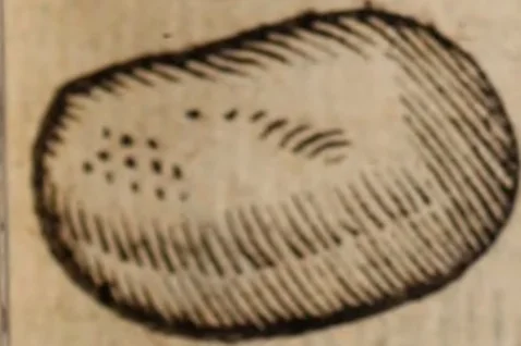 An illustration from Miscellanea curiosa, sive, Ephemeridum medico-physicarum Germanicarum Academiae Naturae curiosorum, 1683, leaf 522