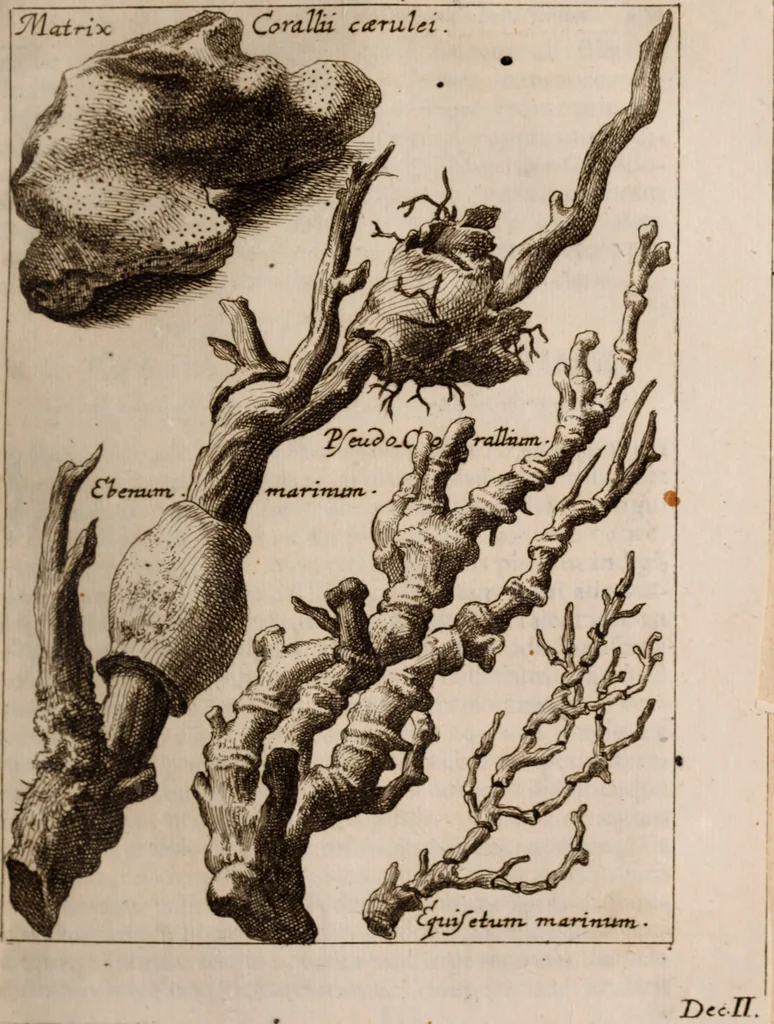 An illustration from Miscellanea curiosa, sive, Ephemeridum medico-physicarum Germanicarum Academiae Naturae curiosorum, 1683, leaf 524