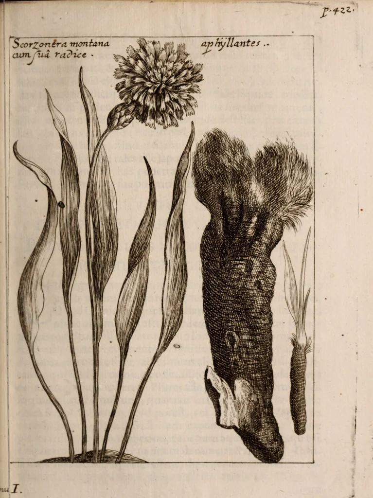An illustration from Miscellanea curiosa, sive, Ephemeridum medico-physicarum Germanicarum Academiae Naturae curiosorum, 1683, leaf 542