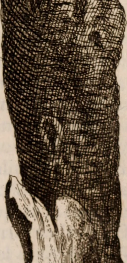 An illustration from Miscellanea curiosa, sive, Ephemeridum medico-physicarum Germanicarum Academiae Naturae curiosorum, 1683, leaf 542
