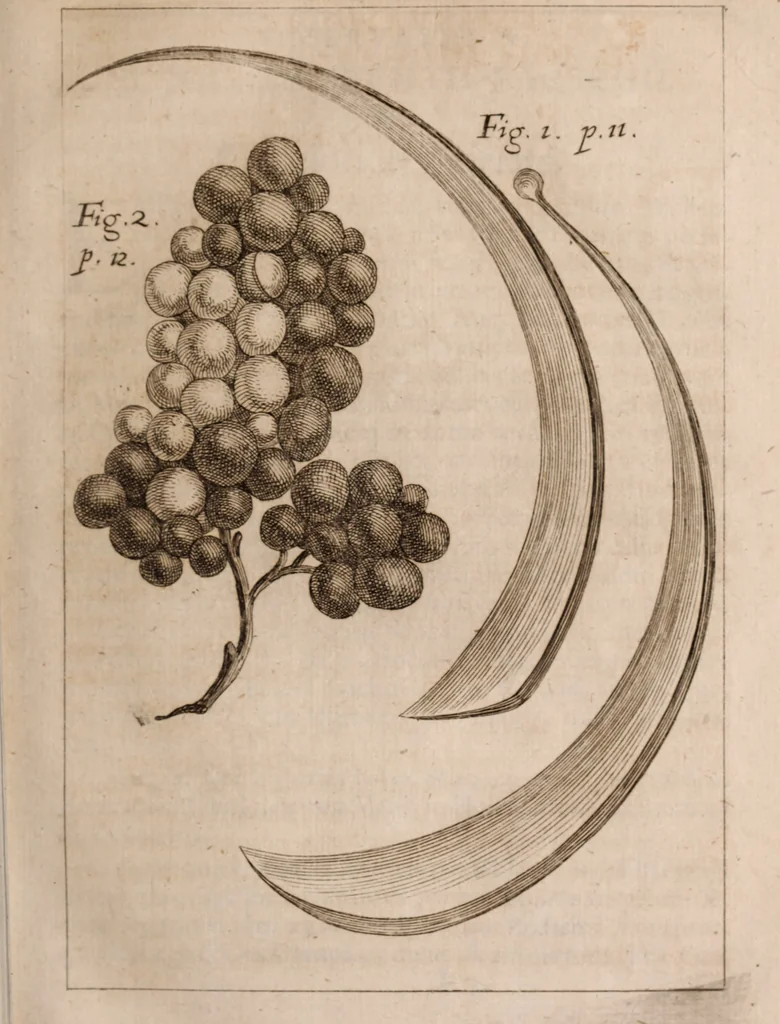 An illustration from Miscellanea curiosa, sive, Ephemeridum medico-physicarum Germanicarum Academiae Naturae curiosorum, 1683, leaf 78