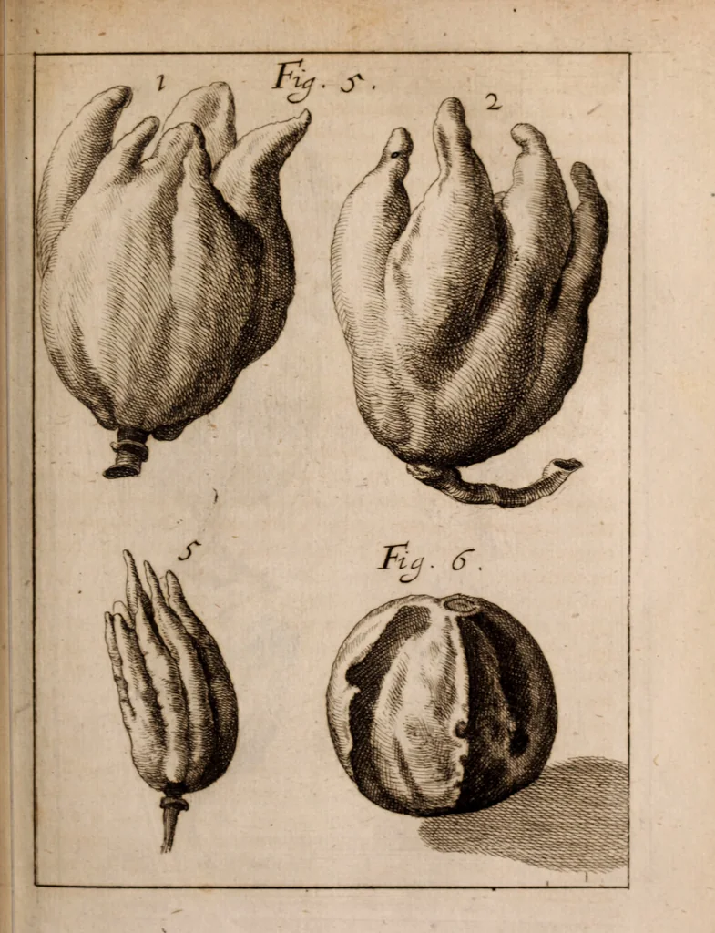 An illustration from Miscellanea curiosa, sive, Ephemeridum medico-physicarum Germanicarum Academiae Naturae curiosorum, 1683, leaf 788