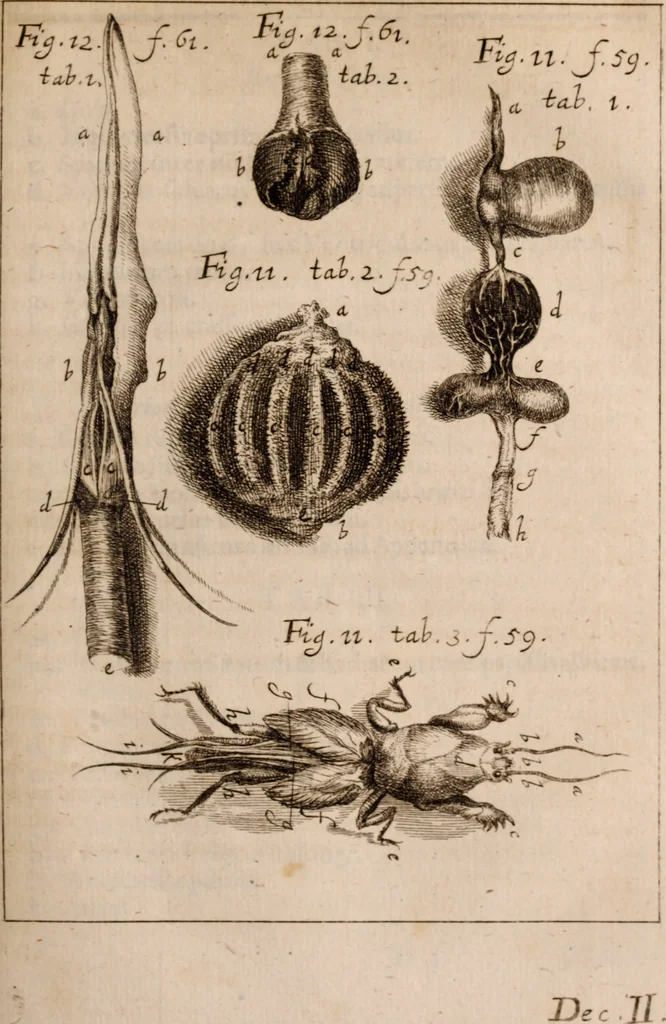 An illustration from Miscellanea curiosa, sive, Ephemeridum medico-physicarum Germanicarum Academiae Naturae curiosorum, 1683, leaf 820