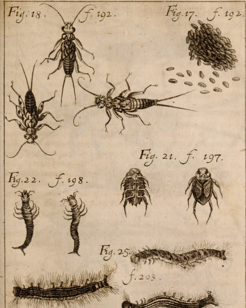 An illustration from Miscellanea curiosa, sive, Ephemeridum medico-physicarum Germanicarum Academiae Naturae curiosorum, 1683, leaf 958