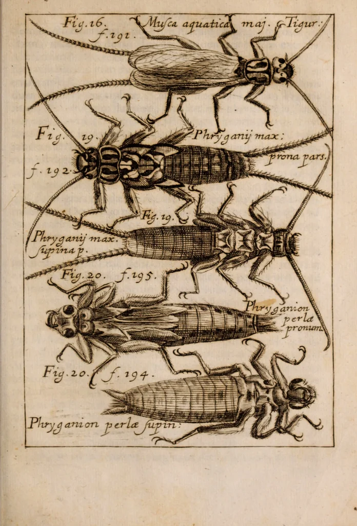An illustration from Miscellanea curiosa, sive, Ephemeridum medico-physicarum Germanicarum Academiae Naturae curiosorum, 1683, leaf 960