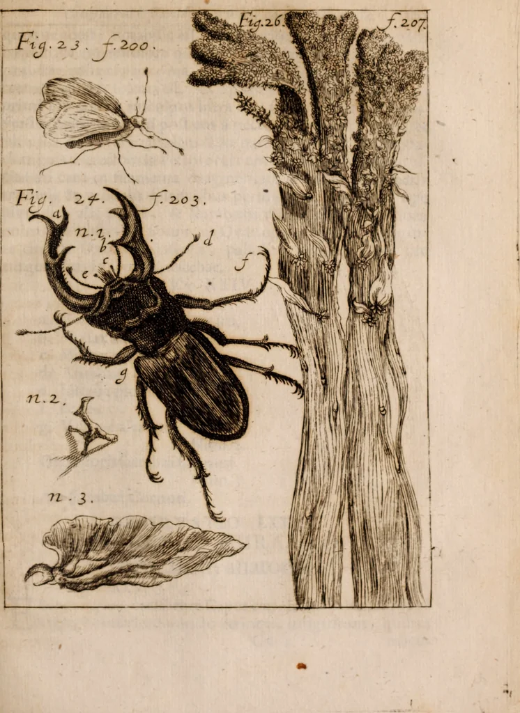 An illustration from Miscellanea curiosa, sive, Ephemeridum medico-physicarum Germanicarum Academiae Naturae curiosorum, 1683, leaf 972
