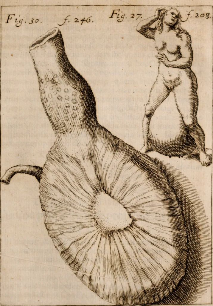 An illustration from Miscellanea curiosa, sive, Ephemeridum medico-physicarum Germanicarum Academiae Naturae curiosorum, 1683, leaf 980