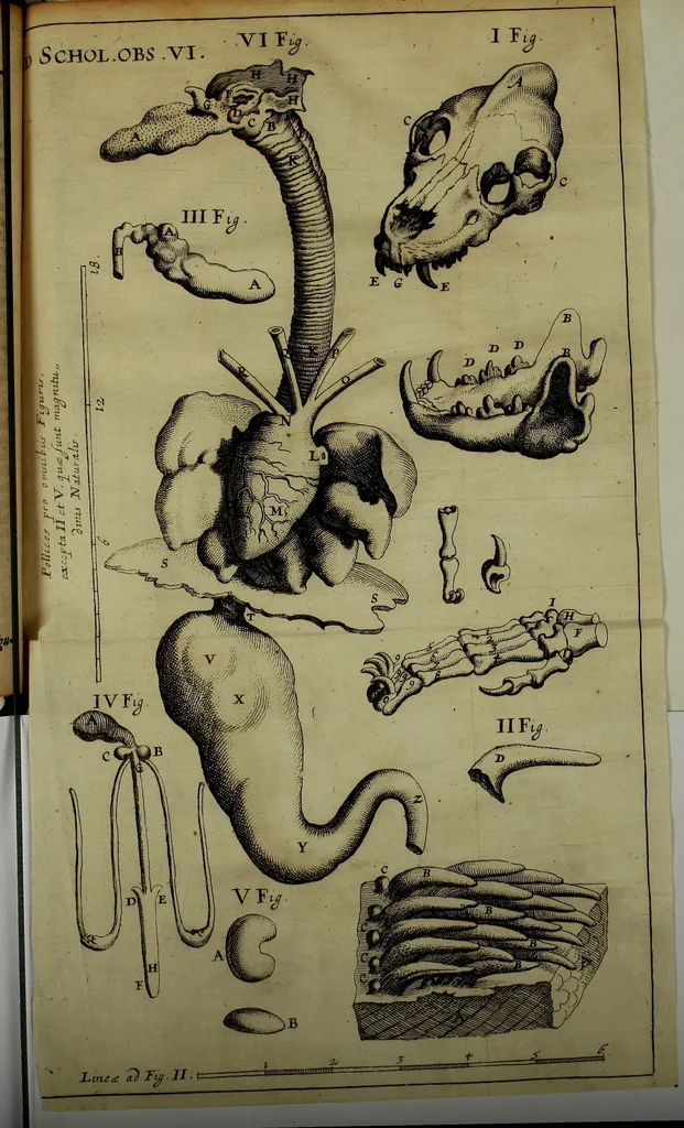 An illustration from Miscellanea Curiosa Medico-Physica Academiae Naturae Curiosorum, 1671, leaf 100