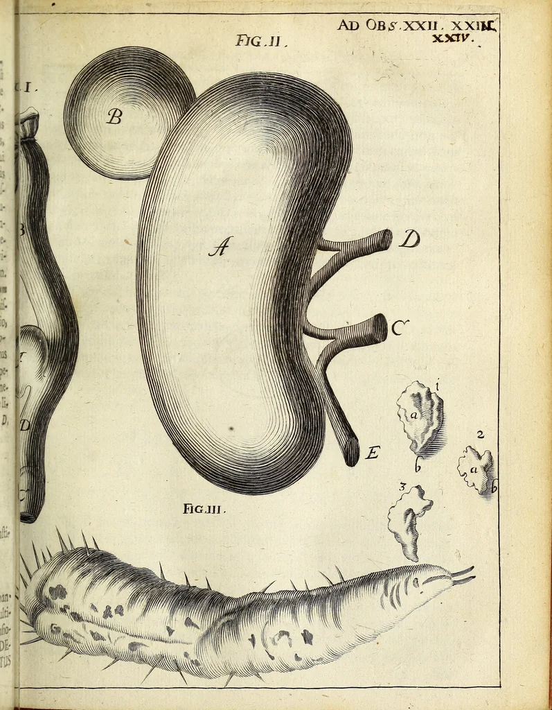 An illustration from Miscellanea Curiosa Medico-Physica Academiae Naturae Curiosorum, 1671, leaf 120