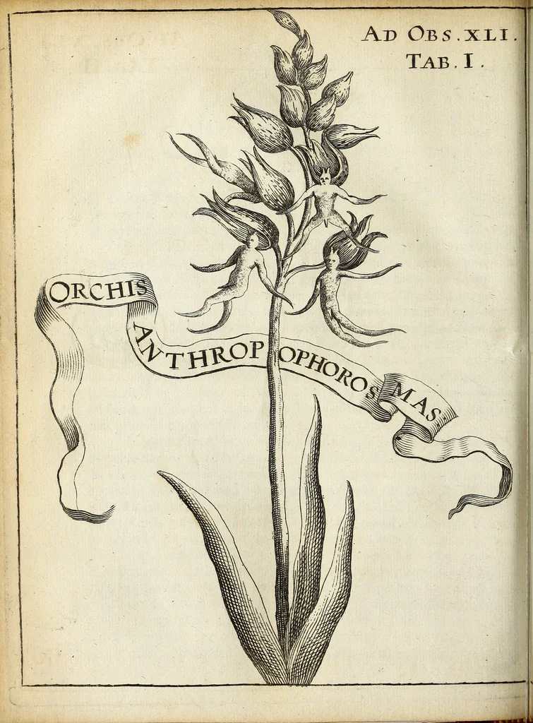An illustration from Miscellanea Curiosa Medico-Physica Academiae Naturae Curiosorum, 1671, leaf 161