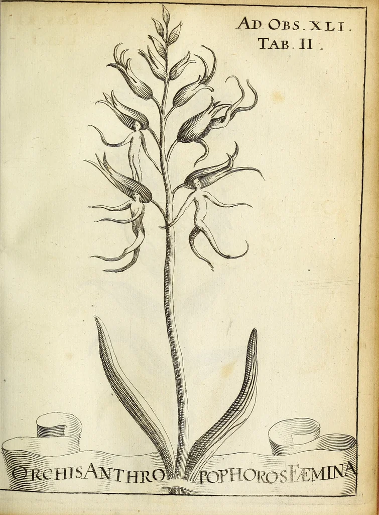 An illustration from Miscellanea Curiosa Medico-Physica Academiae Naturae Curiosorum, 1671, leaf 162