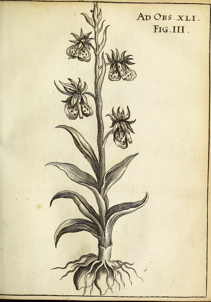 An illustration from Miscellanea Curiosa Medico-Physica Academiae Naturae Curiosorum, 1671, leaf 164
