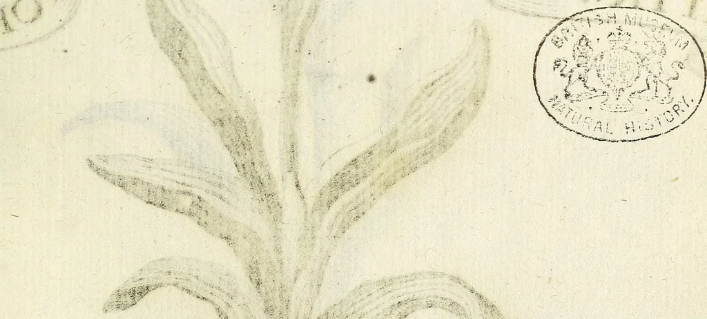An illustration from Miscellanea Curiosa Medico-Physica Academiae Naturae Curiosorum, 1671, leaf 166