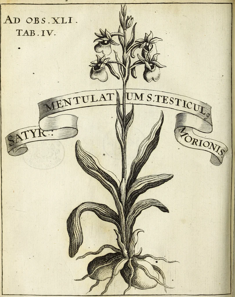 An illustration from Miscellanea Curiosa Medico-Physica Academiae Naturae Curiosorum, 1671, leaf 167