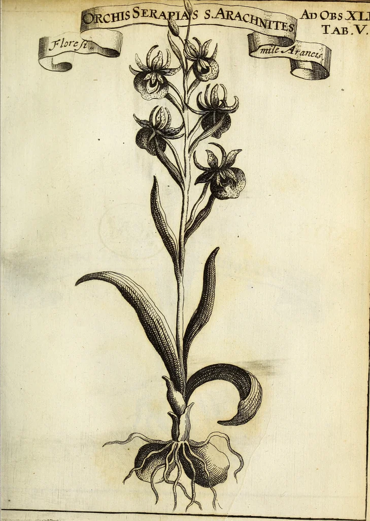 An illustration from Miscellanea Curiosa Medico-Physica Academiae Naturae Curiosorum, 1671, leaf 168