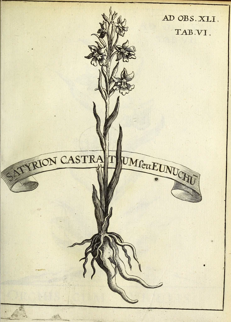 An illustration from Miscellanea Curiosa Medico-Physica Academiae Naturae Curiosorum, 1671, leaf 170