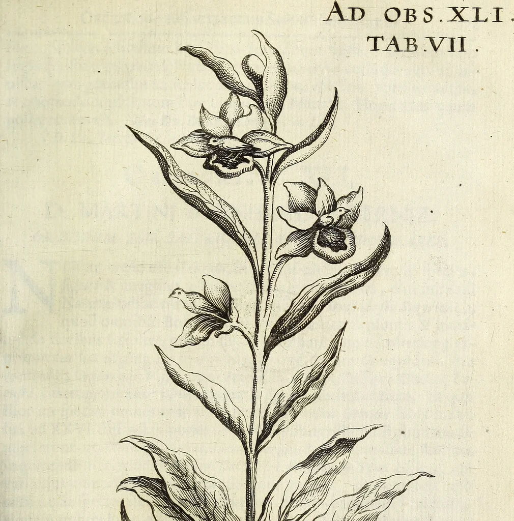 An illustration from Miscellanea Curiosa Medico-Physica Academiae Naturae Curiosorum, 1671, leaf 172