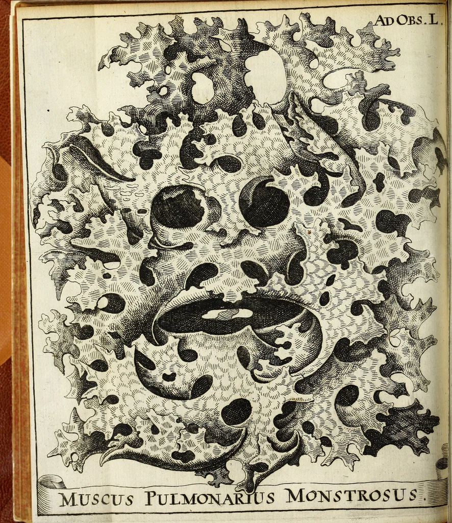 An illustration from Miscellanea Curiosa Medico-Physica Academiae Naturae Curiosorum, 1671, leaf 191