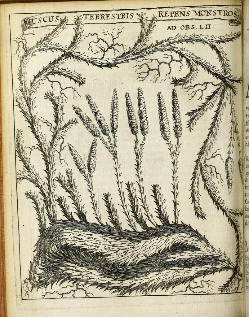 An illustration from Miscellanea Curiosa Medico-Physica Academiae Naturae Curiosorum, 1671, leaf 197