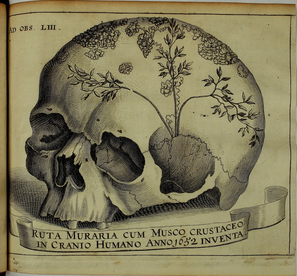 An illustration from Miscellanea Curiosa Medico-Physica Academiae Naturae Curiosorum, 1671, leaf 205